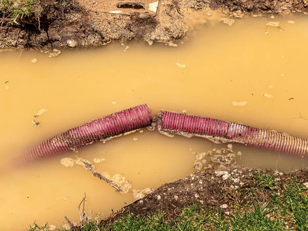 Best Mold removal after water damage  in Elizabethtown, KY